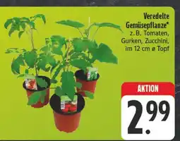 Edeka Veredelte gemüsepflanze Angebot
