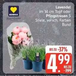 Edeka Lavendel im 14 cm Topf oder Pfingstrosen 5 Stiele Angebot
