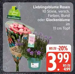 Edeka Lieblingsblume Rosen oder Glockenblume Angebot