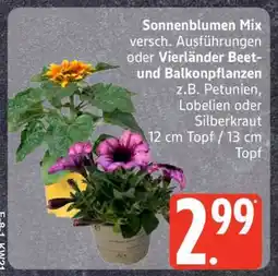 Edeka Sonnenblumen Mix oder Vierländer Beet- und Balkonpflanzen Angebot