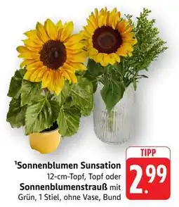 Edeka Sonnenblumen Sunsation Angebot