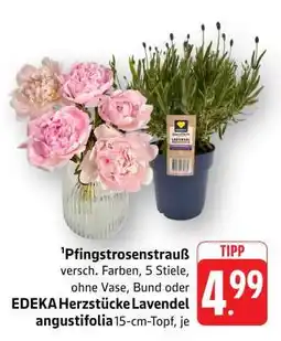 Edeka Pfingstrosenstrauß / EDEKA Herzstücke Lavendel angustifolia Angebot