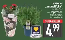 Edeka Lavendel 'angustifolia' oder Topfrosen Angebot