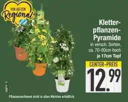 Edeka Kletterpflanzen-Pyramide Angebot