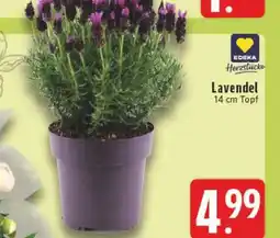 Edeka Lavendel Angebot