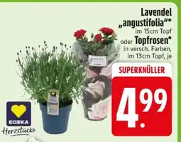 Edeka Lavendel 'angustifolia' oder Topfrosen Angebot