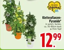 Edeka Kletterpflanzen-Pyramide Angebot