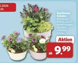 Combi Bepflanzte Schalen Angebot