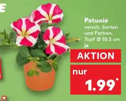 Kaufland Petunie Angebot