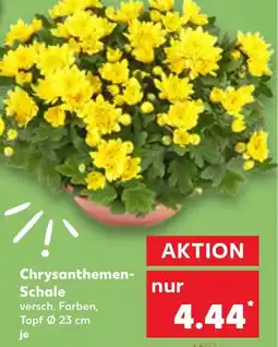 Kaufland Chrysanthemen Schale Angebot