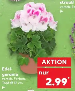 Kaufland Edelgeranie Angebot
