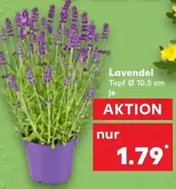 Kaufland Lavendel Angebot