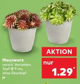 Kaufland Hauswurz Angebot