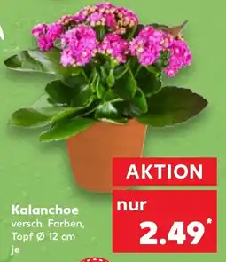 Kaufland Kalanchoe Angebot