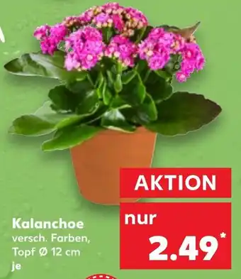 Kaufland Kalanchoe Angebot