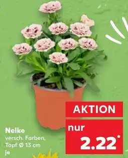 Kaufland Nelke Angebot