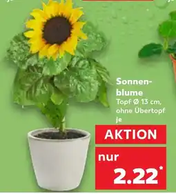 Kaufland Sonnenblume Angebot