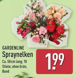 Aldi Nord GARDENLINE Spraynelken Angebot