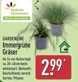 Aldi Nord GARDENLINE Immergrüne Gräser Angebot