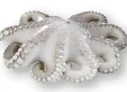 Scheck-in-Center Pulpo-Blume Angebot