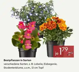Pflanzen Kölle Beetpflanzen in sorten Angebot
