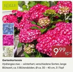 Pflanzen Kölle Kölle gartenhortensie Angebot