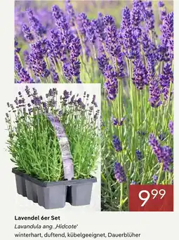 Pflanzen Kölle Lavendel 6er set Angebot