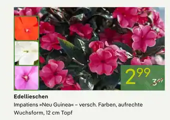 Pflanzen Kölle Edellieschen Angebot
