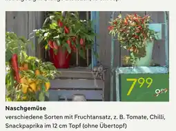 Pflanzen Kölle Naschgemüse Angebot