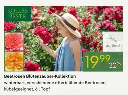 Pflanzen Kölle Kölles beste beetrosen blütenzauber-kollektion Angebot