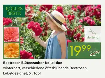 Kölles beste beetrosen blütenzauber-kollektion