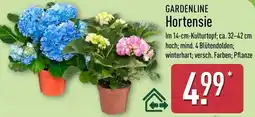 Aldi Nord GARDENLINE Hortensie Angebot