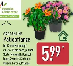 Aldi Nord GARDENLINE Patiopflanze Angebot