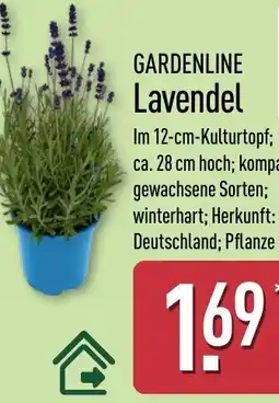 Aldi Nord GARDENLINE Lavendel Angebot