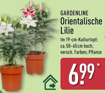 Aldi Nord GARDENLINE Orientalische Lilie Angebot