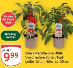 Globus Snack-Paprika oder -Chili Angebot