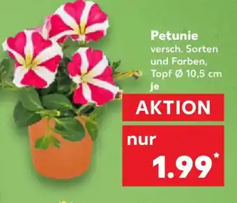 Kaufland Petunie Angebot