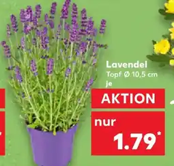 Kaufland Lavendel Angebot