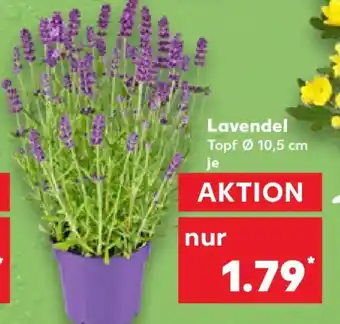 Kaufland Lavendel Angebot