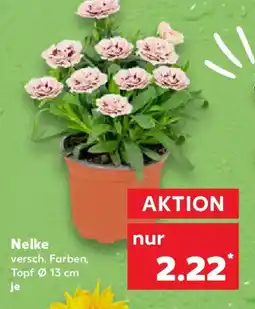 Kaufland Nelke Angebot
