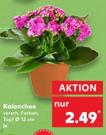 Kaufland Kalanchoe Angebot