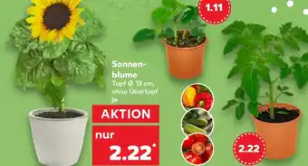 Kaufland Sonnenblume Angebot