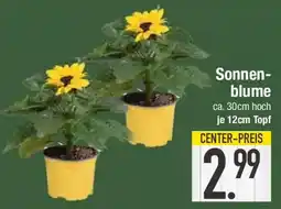 E-Center Sonnenblume Angebot