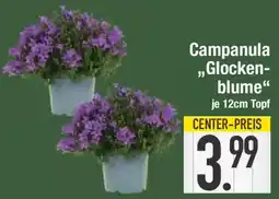 E-Center Campanula Glockenblume Angebot