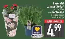 E-Center Lavendel angustifolia oder Topfrosen Angebot