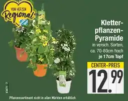 E-Center Kletterpflanzen Pyramide Angebot