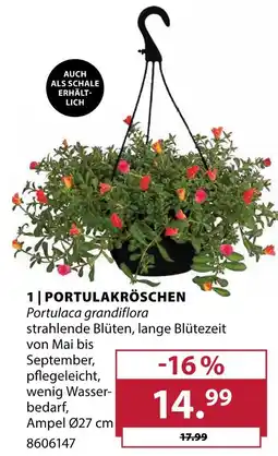 Dehner Portulakröschen Angebot