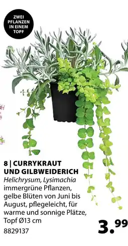 Dehner Currykraut und gilbweiderich Angebot