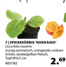 Dehner Speisekürbis 'hokkaido' Angebot