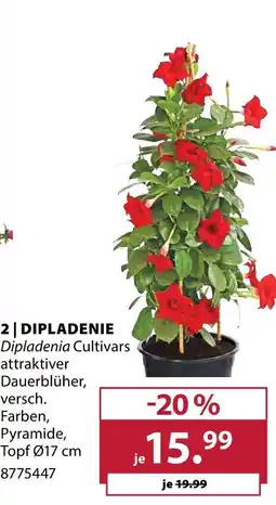 Dehner Dipladenie Angebot
